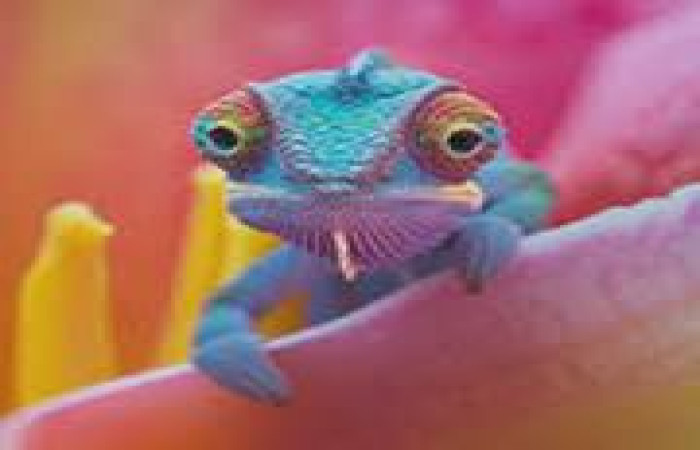 Deserunt deleniti magna labore magni reprehenderit incididunt magna repellendus Deleniti aliqua Of